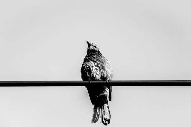 Birds are adorable. It was captured in Iriomote Island Okinawa, Japan.