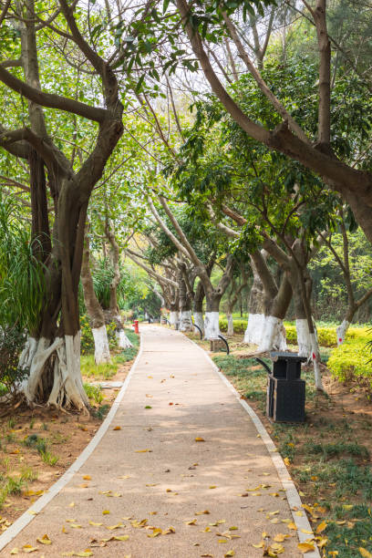 istock Path of the park 1495267911