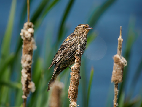 A female Red-winged Blackbird perched on a cattail. In Oregon State.