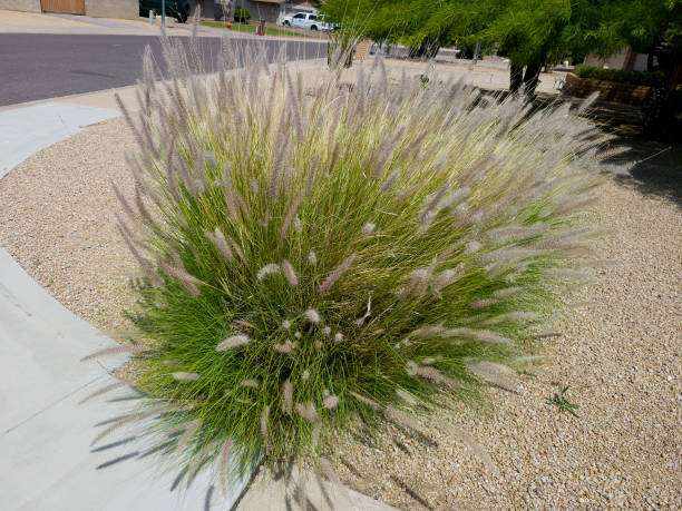 istock Xeriscaping Pennisetum Setaceum Grass (Fountain grass) 1495268028