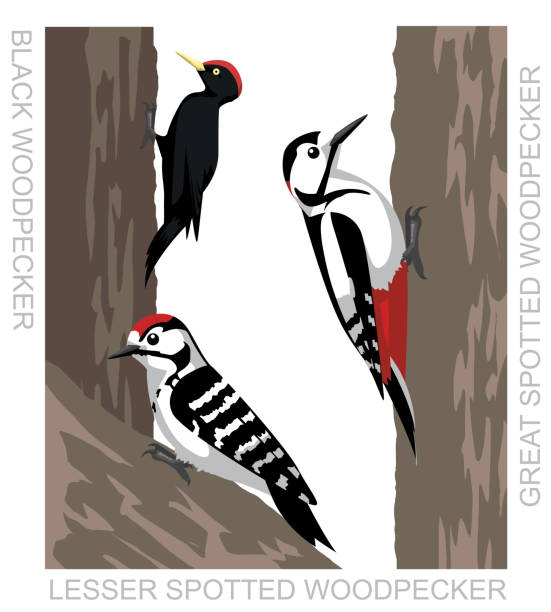 Cute Bird Black Spotted Woodpecker Set Cartoon Vector Animal Cartoon EPS10 File Format dendrocopos major stock illustrations