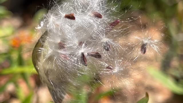 Milkweed seeds in a breeze
