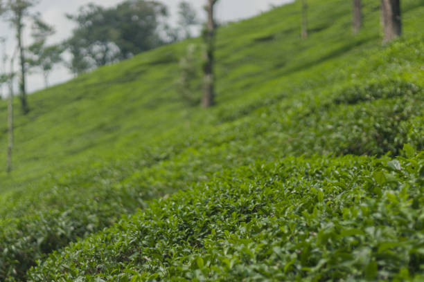 istock Beautiful scenery of tea plantation selective focus on tea leafs. Tea crop cultivation. 1495269294