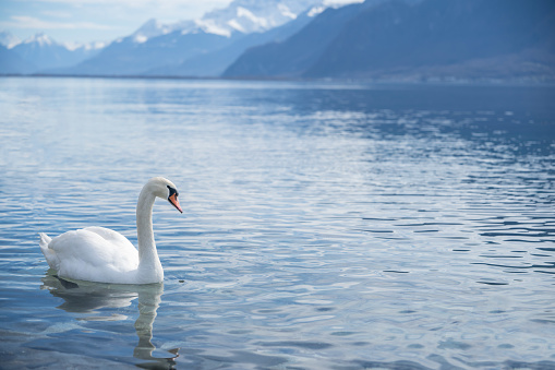 white swans at Lake Geneva in Vevey, Switzerland.