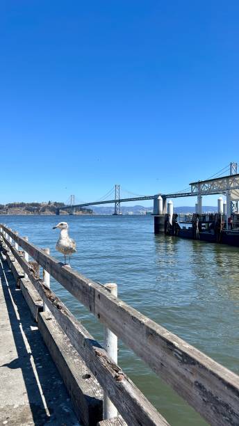 istock Seagull in the Bay Area 1495269676