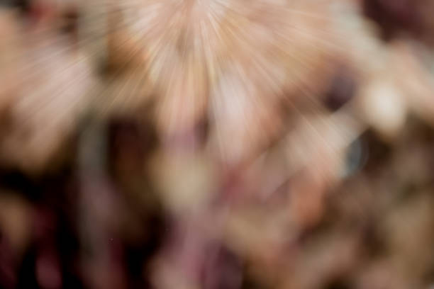 Abstract brown light blurred glitter magic on an autumn background