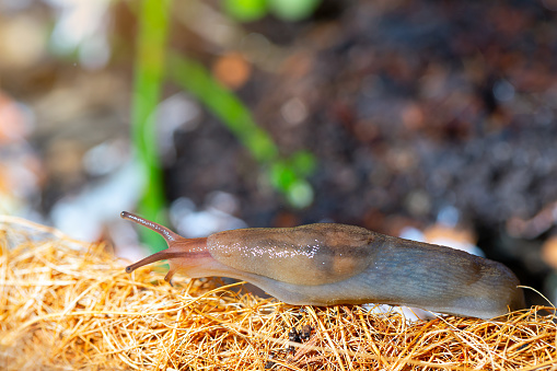 Common on spanish brown slug crawling coconut plant basket in garden.Slimy snail slugs crawling in the garden