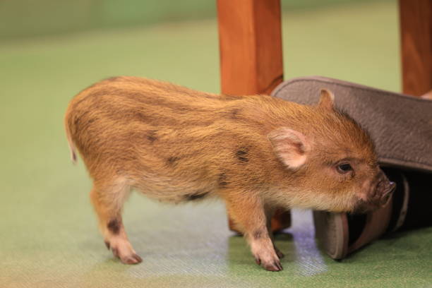mini pig feel happy and walk around