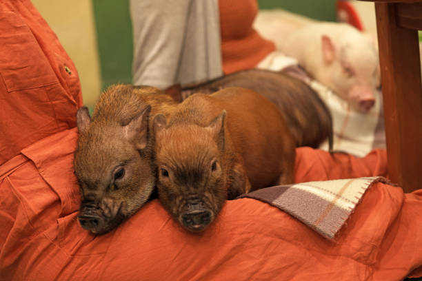 mini porco se sentir feliz deitado sobre as pernas humanas - cute animal asia brown - fotografias e filmes do acervo