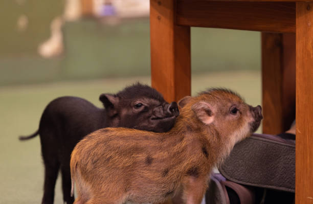 mini porco se sentir feliz deitado sobre as pernas humanas - cute animal asia brown - fotografias e filmes do acervo