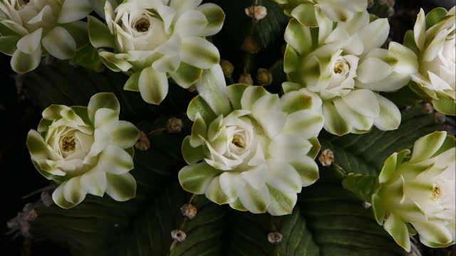 Gymnocalycium Cactus Flower Blossom