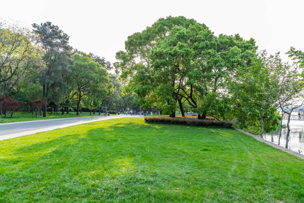 istock Trees and lawns in the park 1495277303