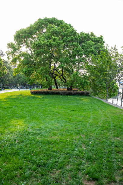 istock Trees and lawns in the park 1495277338