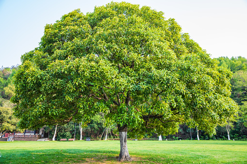 Tree in the park