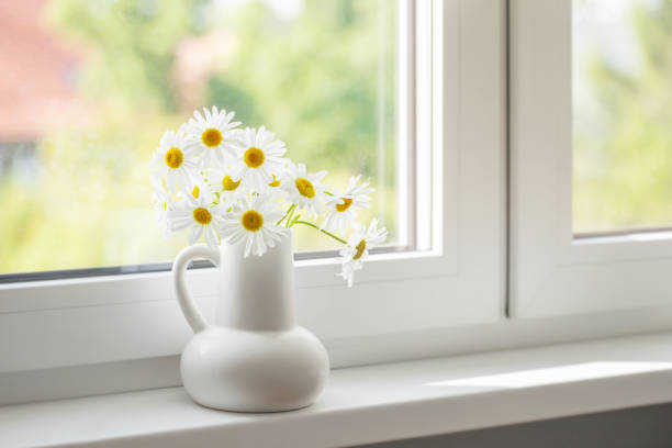 istock chamomile flowers in white jug on window sill 1495279215