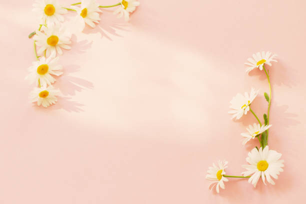 istock white chamomile flowers on pink background in sunlight 1495279220