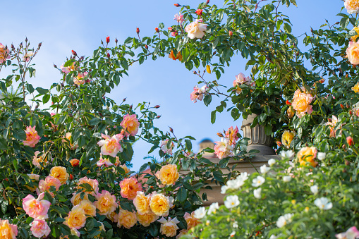 beautiful of yellow and pink roses on blue sky