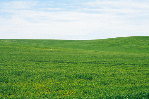 Lush green grass provides perfect grazing for sheep in New Zealand's South Island