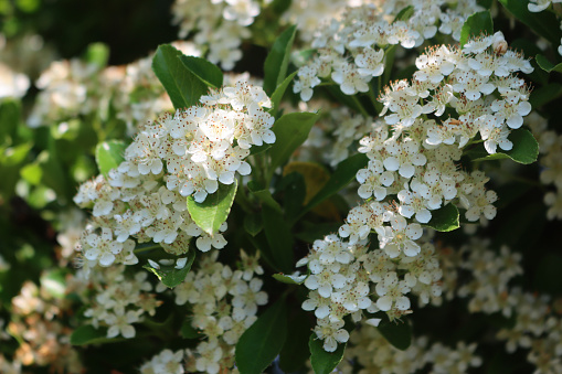 Close-up of Pyracantha or Firethorn bush with many white flowers on branches on early summer