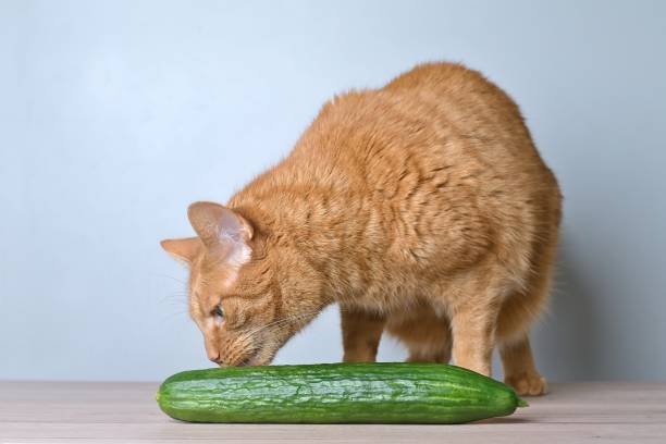 istock Funny gigner cat sniffs at a cucumber on the table. 1495284788