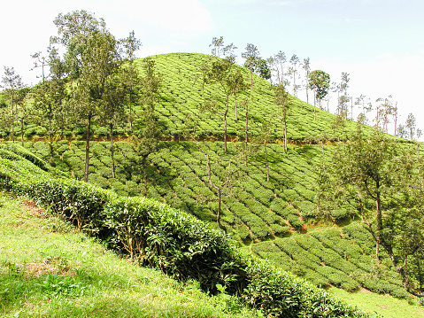 Tea gardens on the misty mountains of Ooty in India