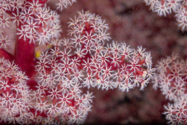 istock Red soft coral close up view 1495286442