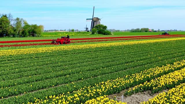Typical Dutch landscape with windmill, and tulips, working the fields.