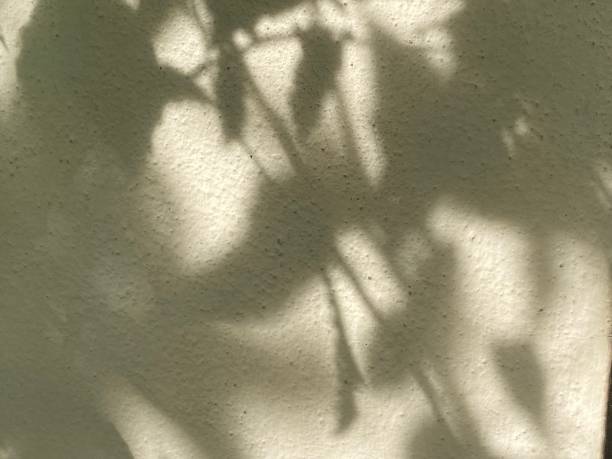 istock Leaves shadow background on concrete wall texture, leaves tree branches shade with sunlight 1495287362