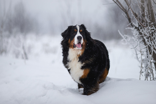 Berner Sennenhund big dog on walk in winter landscape, with snow