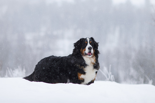 Berner Sennenhund big dog on walk in winter landscape, with snow