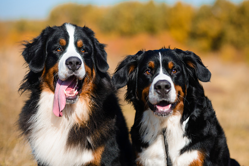 portrait of beautiful clean well-groomed dogs, Berner Sennenhund breed, against the background of an autumn yellowing forest