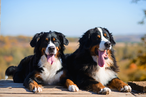 portrait of  pair of beautiful purebred dogs Berner Sennenhund, which lie on the wooden floor, against the background of  hills of yellow autumn landscape