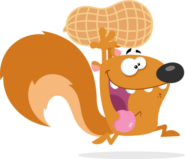 Crazy Squirrel Cartoon Mascot Character Running With Big Peanut vector art illustration