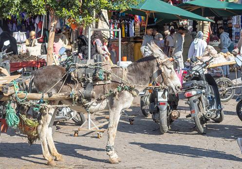 Donkey Cart at Medina District in Marrakesh, Morocco, with people in the background.