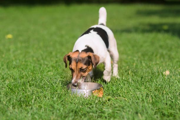 istock puppy drinks water from a bowl 1495289264