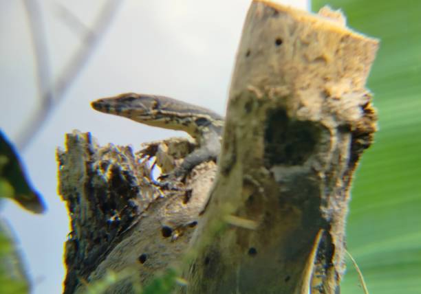 istock asian water monitor 1495289926
