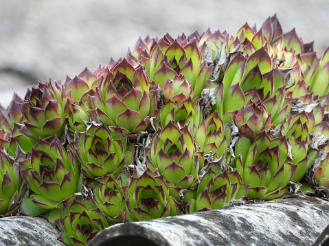 sempervivum tectorum plant close up