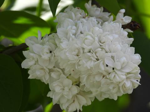 purple and white blooming lilac flower