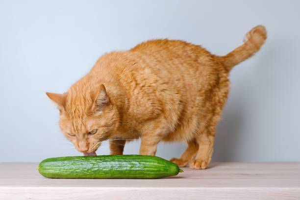 istock Funny red cat licks at a cucumber on the table. 1495292334