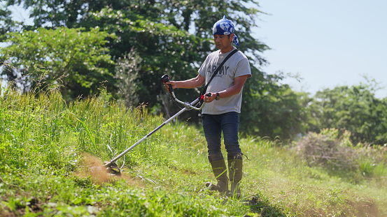 A male farmer is cutting grass grown in a farm field.