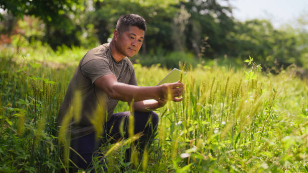 istock Male farmer using digital tablet in farm field 1495292975