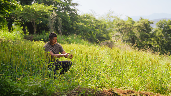 A male farmer is using a digital tablet in a farm field.