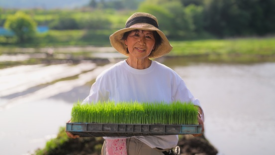 A portrait of a female farmer holding rice paddy in a rice planting farm.