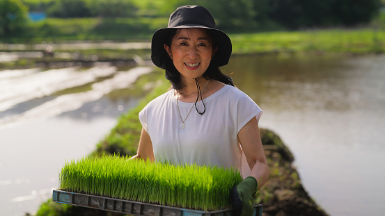 A portrait of a female farmer holding rice paddy in a rice planting farm.