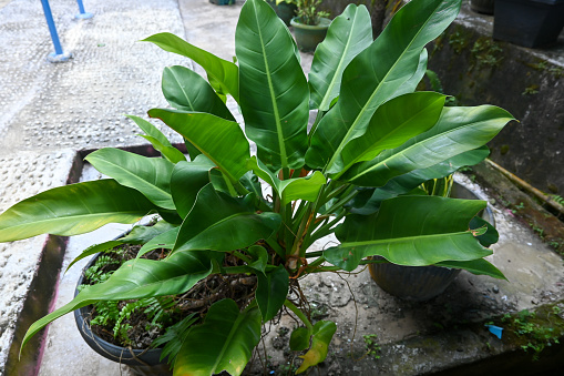 Philodendron Little Phil is species of flowering plant in the family Araceae.