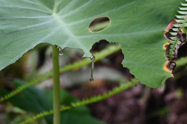 sap that comes out of taro leaves (araceae).