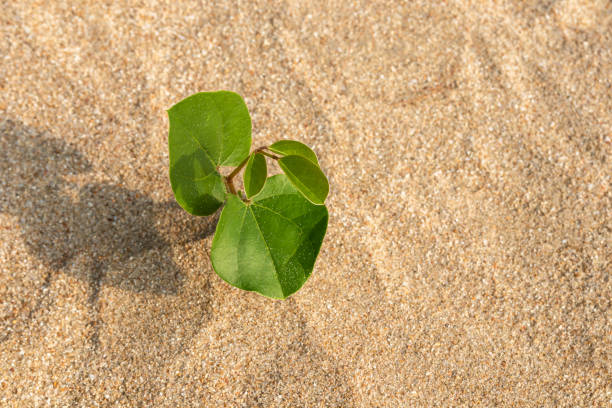 istock Beach morning glory alone on the sand beach. 1495293877
