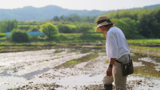istock Senior female farmer walking in rice field 1495293925