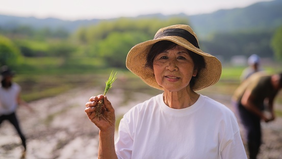 A portrait of a senior female farmer holding rice paddy in a rice planting farm.