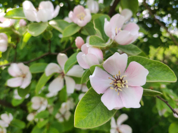 istock branch of blooming quince fruit close up 1495294459